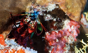 Maldives 2021 - Squille multicolore - Peacock mantis shrimp - Odontodactylus scyllarus - DSC00635_rc